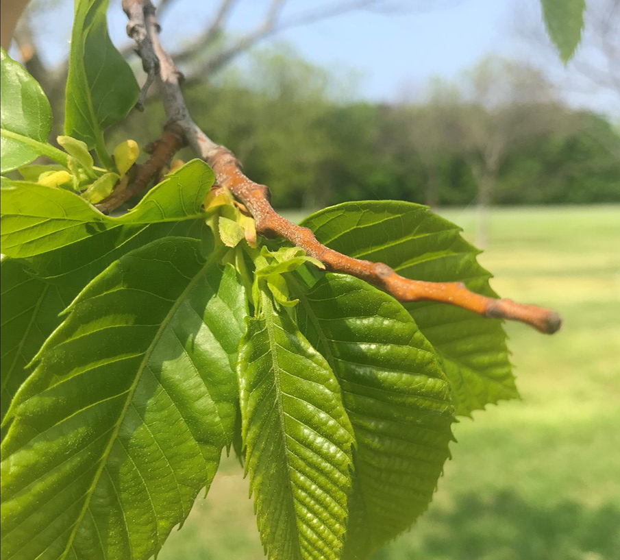 Terminal growth desiccated